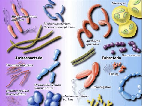 IB Biology/Chemistry: IB Biology Microbes, Bacteria for Option F