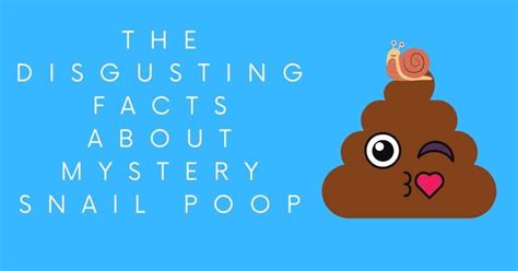 The Disgusting Facts About Mystery Snail Poop