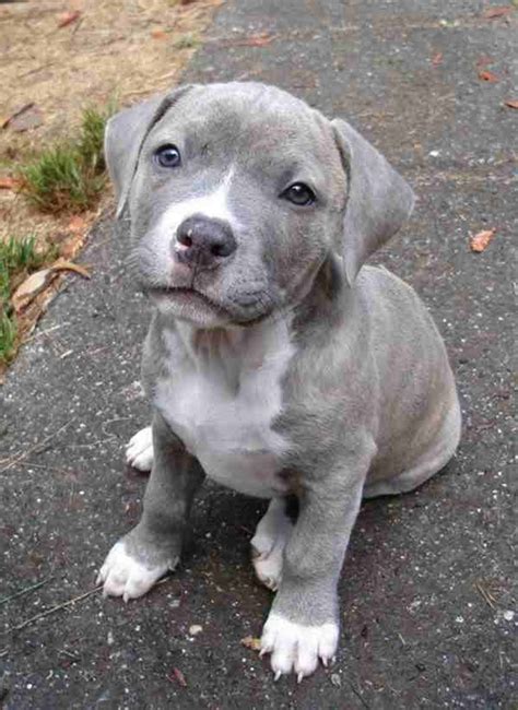 74 best ️Pitbull Lab Mix ️ images on Pinterest | Lab mixes, Pitbull lab ...