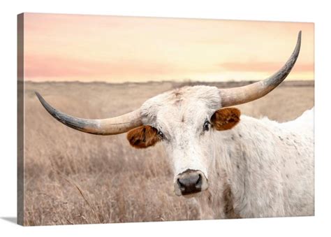 Longhorn cow print or canvas print. Western home decor cow wall art in ...