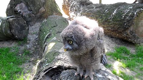 Great Grey Owl Baby - YouTube