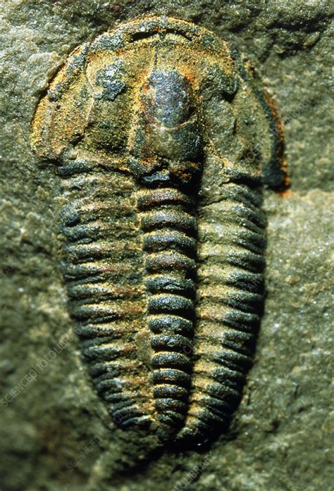 Trilobite fossil - Stock Image - E442/0481 - Science Photo Library