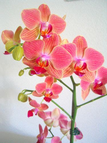 Phalaenopsis orchid with sunset colours | Phalaenopsis orchid, Orchids ...