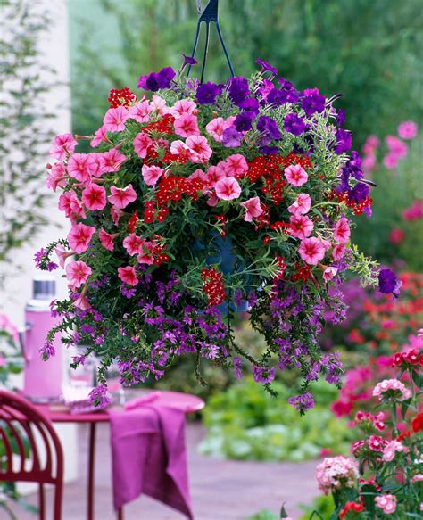 Best plants for hanging baskets: 10 picks for stunning displays up high ...