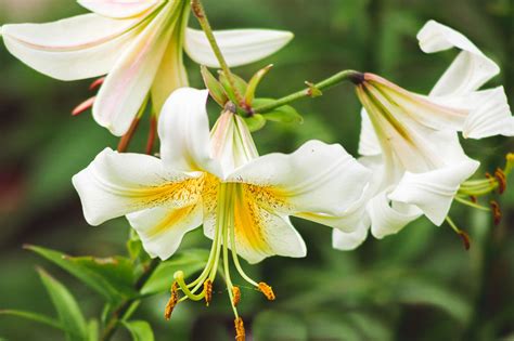 14 Recommended Lily Varieties for Your Garden