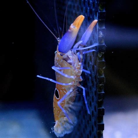 Bullseye Pistol Shrimp (Alpheus soror) | Nano tank, Aquatic animals ...