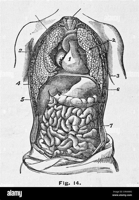 Antique medical illustration of human viscera, internal organs and the ...