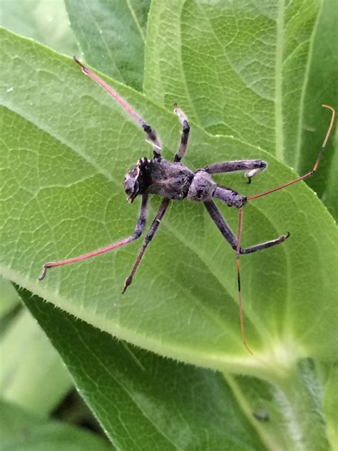 Reduviid Tree Bug | Center for Agriculture, Food, and the Environment