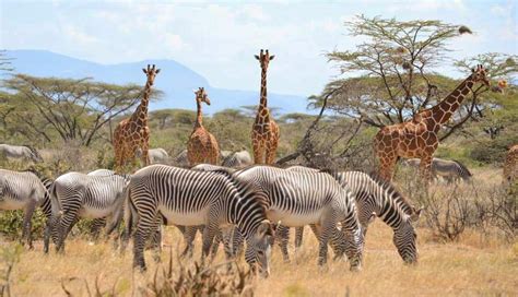 10 Days Best of Kenya Wildlife safari | Kenya Wildlife Safari | Kenya ...