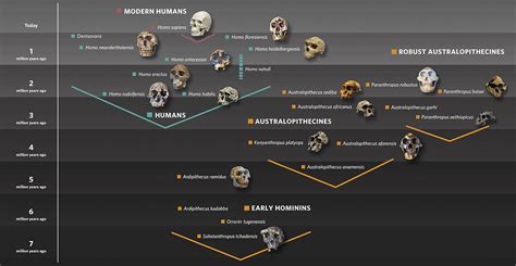 The origin of our species | Natural History Museum