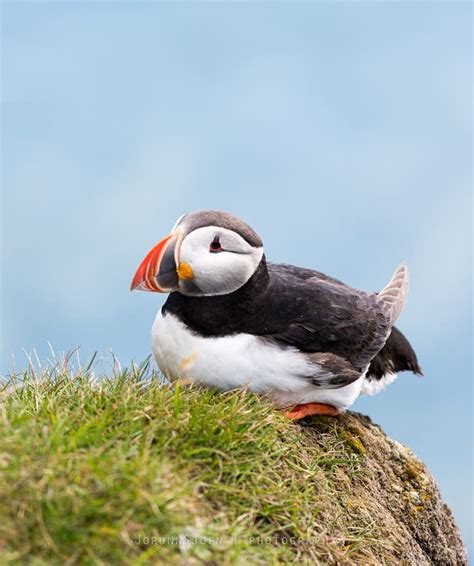 Puffins in Iceland | Guide to Iceland