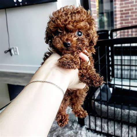 Teacup poodles for sale. in 2020 | Teacup poodle puppies, Mini poodle ...