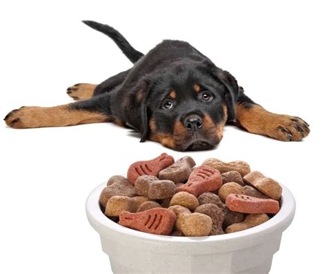 How Many Cups Of Food Should A Rottweiler Puppy Eat? - Rottweiler Expert