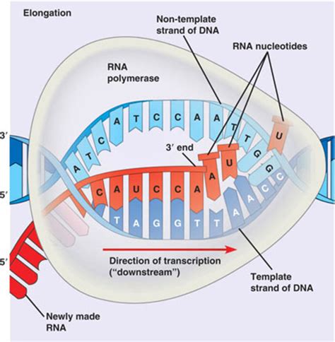 Rna Processing Diagram