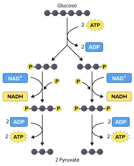 How many atps are produced total in cellular respiration. How many ATP ...