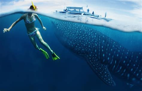 Whale Sharks Of Isla Mujeres - DeeperBlue.com