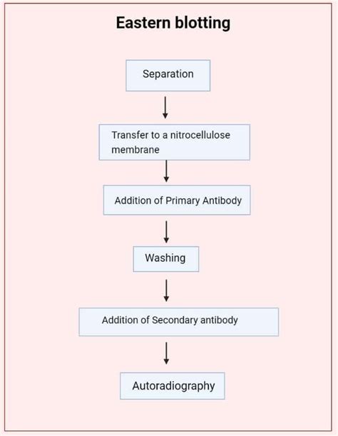 Eastern blot - Protocol, Principle, Application - Biology Notes Online