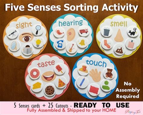 Five Senses Sorting Activity Fully Assembled Learn 5 Senses - Etsy