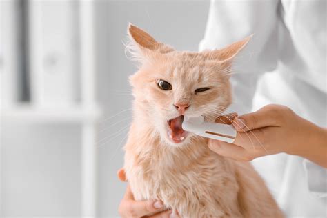 How to Brush Your Cat's Teeth - All About Cats