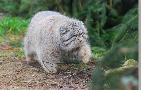 🔥 Pallas' Cat, native to mountains of Central Asia 🔥 : NatureIsFuckingLit