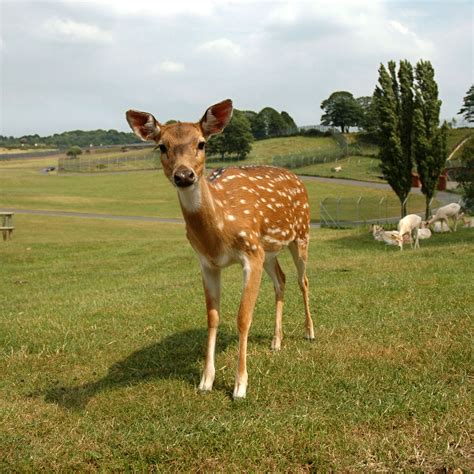 File:Formosan sika deer.jpg - Wikipedia