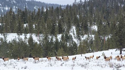 Study Tracks Hunting Pressure, Elk Habitat Usage | Rocky Mountain Elk ...