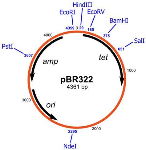 Plasmid Restriction Enzyme Maps