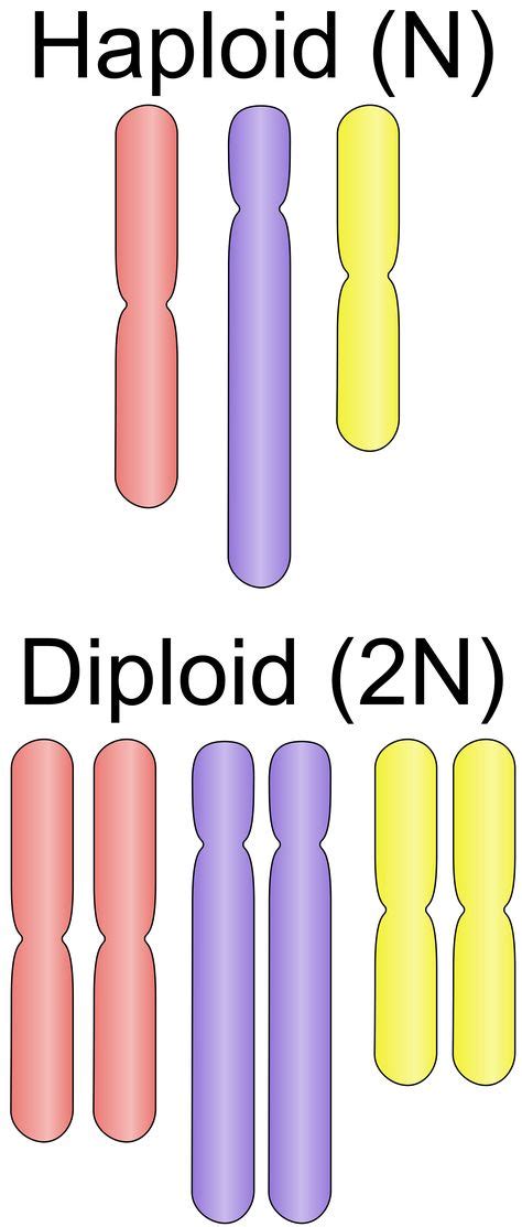 chromosome homozygous - Recherche Google | Genetics | Biology classroom ...