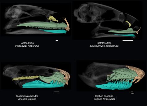 Taking a bite out of frog tooth evolution: Amphibian group has lost ...