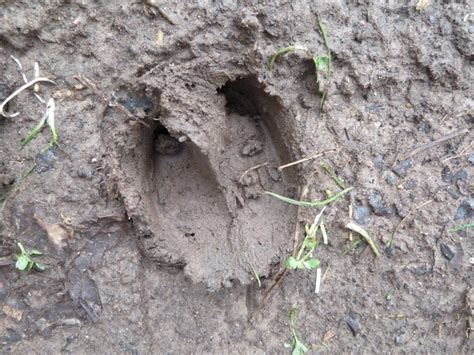 Anyone know whose track this is? Massachusetts. : r/whatisthisthing