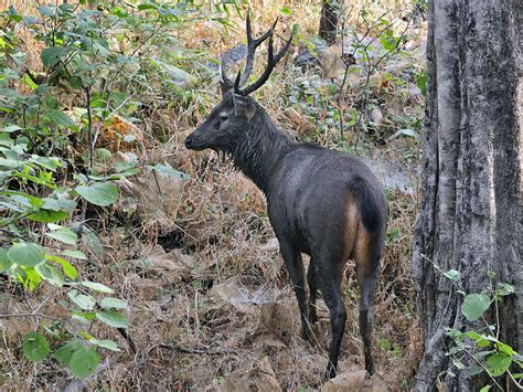 File:Sambhar deer.jpg - Wikipedia