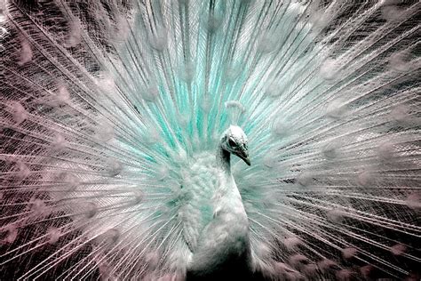 Leucistic White Peacock Photograph by Deena Stoddard