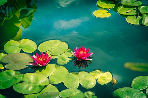 HD wallpaper: pink water lilies 4k download hd for pc | Wallpaper Flare