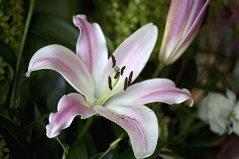 How to Grow and Care for 'Star Gazer' Lilies