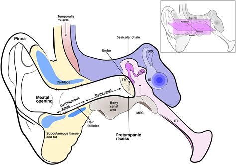 External Ear Anatomy, Pdf Anatomy And Orientation Of The Human External ...