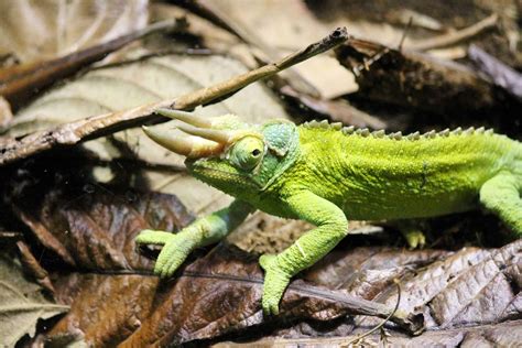 Jackson's Chameleon Lifespan | How Long Do They Live?