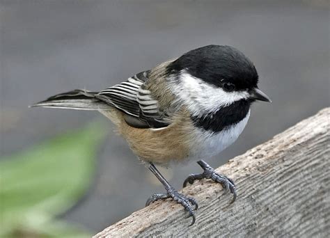 Black-capped Chickadee | BirdNote