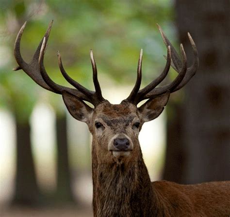 Red stag. amazing !! | Hunting pics | Pinterest | Animal, Beautiful ...