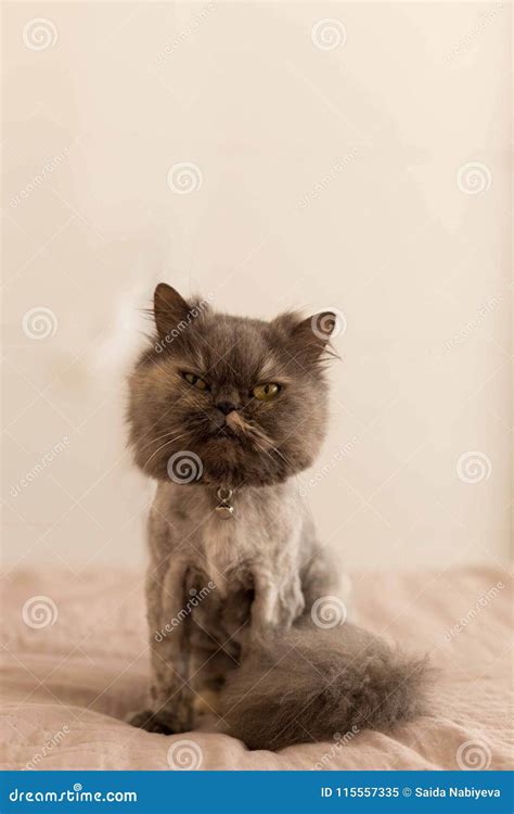 Persian Cat with Summer Style Grooming. Stock Image - Image of barber ...