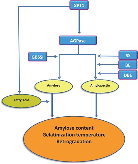 Simplified pathway of starch synthesis in rice and interaction with ...