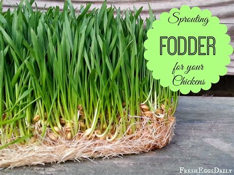 Chcken Coop: Growing Sprouted Fodder for your Chickens plus Chick ...