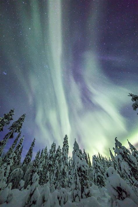 Aurora Borealis (Northern Lights) in Finland, Lapland Forest Stock ...