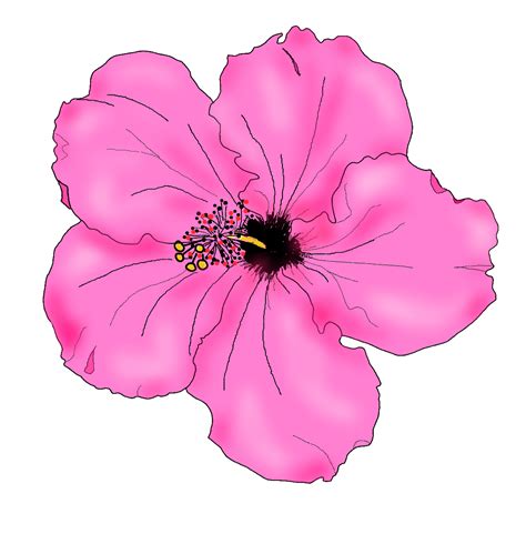 Free Hibiscus Drawing, Download Free Hibiscus Drawing png images, Free ...