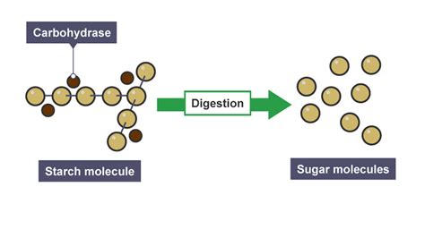 Digestive enzymes and absorption - Nutrition, digestion and excretion ...