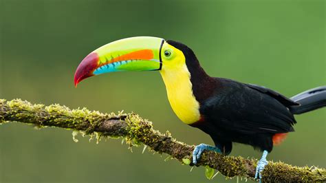 Toucan | San Diego Zoo Animals & Plants