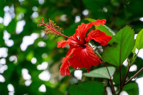 Discover The National Flower of Puerto Rico: Flor de Maga's Flower - A ...