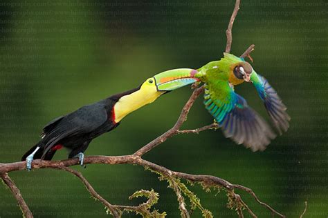 The colorful beak of Toucan bird