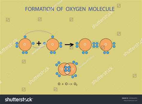 Vector Diagram Formation Oxygen Molecule Stock Vector (Royalty Free ...