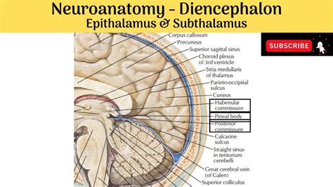 Epithalamus & Subthalamus | Components | Pineal Gland | Structures ...