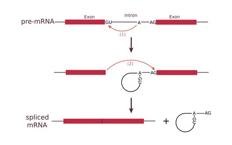 [WSSA16] Emulation of the 'RNA to Amino Acid Sequence' pathway - Online ...